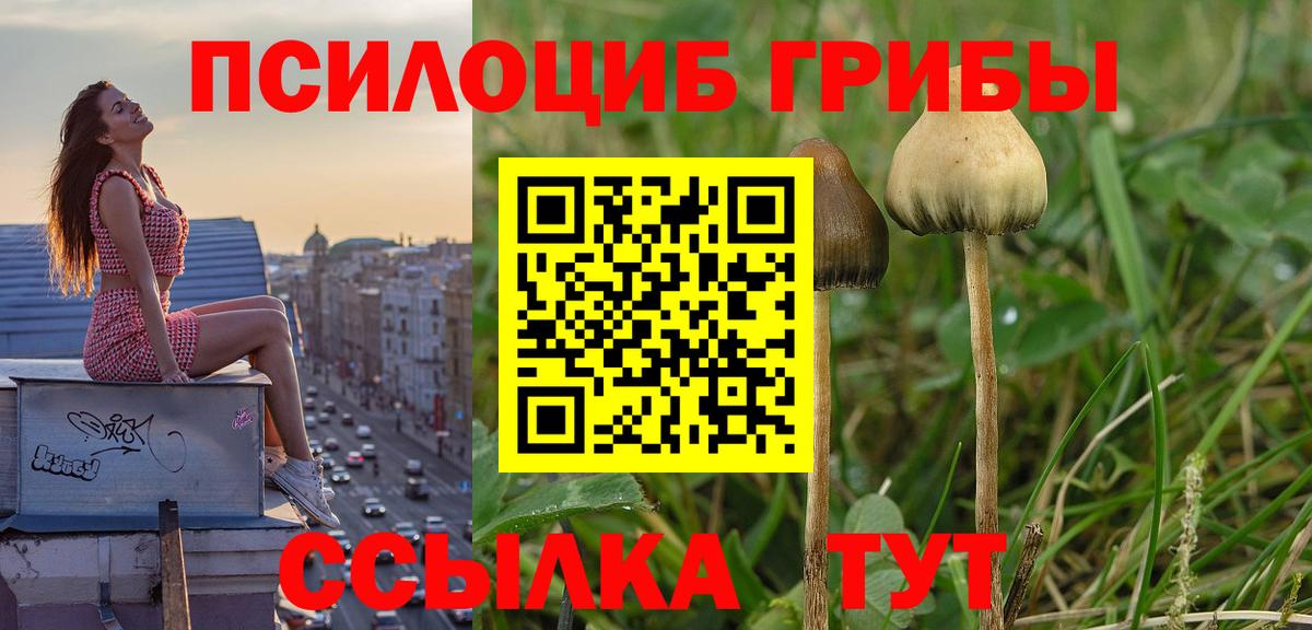 Псилоцибиновые грибы Cubensis Сибай